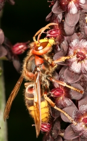 Hornisse an der Blüte des Schwarzen Germers